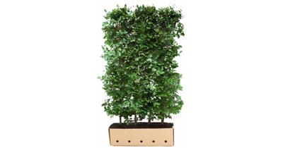 Kant & klaar haag Fagus sylvatica 150 x 100 cm breed Groene beuk Quickhedge - Quickhedge
