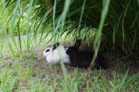 Samyang 35mm f1.4 ED AS UMC Nikon AE - thumbnail