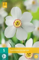 Narcissus Recurvus bloembollen 5 bollen Narcis JUB - Jub - thumbnail