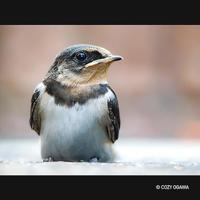 Panasonic Lumix G LEICA DG VARIO-ELMAR 100-400mm F/4.0-6.3 II ASPH. POWER O.I.S. (H-RSA100400E) - thumbnail
