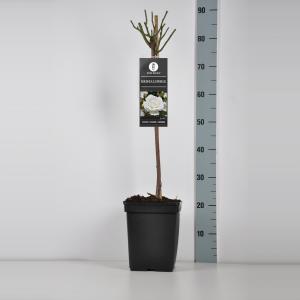 Trosroos op stam (rosa "Kristal Perle") - Stam 50 cm - 1 stuks