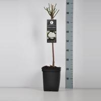 Trosroos op stam (rosa "Kristal Perle") - Stam 50 cm - 1 stuks - thumbnail