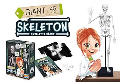 Skelet - BUKI meerkleurig