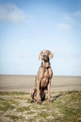 Trainingshalsbanden voor honden Trixie BE NORDIC Bruin Donker grijs 50 cm - thumbnail