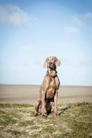 TRIXIE HALSBAND HOND BE NORDIC SLIP HALSBAND DONKERGRIJS / BRUIN 50X1,3 CM - thumbnail