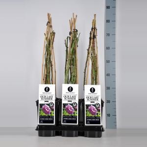 Klimroos (rosa "Our Last Summer"®) - C3 - 1 stuks