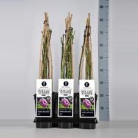 Klimroos (rosa "Our Last Summer"®) - C3 - 1 stuks - thumbnail