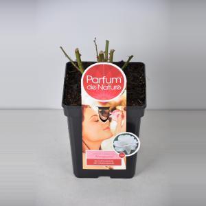 Grootbloemige roos Parfum de Nature (rosa "Annapurna"®) - C5 - 1 stuks