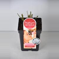 Grootbloemige roos Parfum de Nature (rosa "Annapurna"®) - C5 - 1 stuks - thumbnail