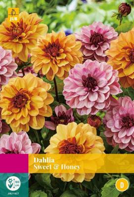 Dahlia sweet & honey bloembol 3 stuks Dahlia JUB - Jub