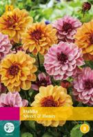 Dahlia sweet & honey bloembol 3 stuks Dahlia JUB - Jub - thumbnail