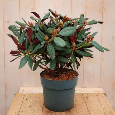 Rhododendron Hybride Wine and Roses 70 cm roze bloemen Warentuin Natuurlijk - Warentuin natuurlijk Rhododendron Hybride Wine and Roses 70 cm roze bloemen Warentuin Natuurlijk - Warentuin natuurlijk