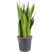 Sansevieria zeylanica alapi kamerplant - thumbnail