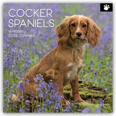 Engelse Cocker Spaniel Kalender 2026 Engelse Cocker Spaniel Kalender 2026