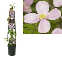 Roze bosrank (Clematis montana "Rubens") klimplant 120 cm - thumbnail