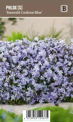 V.I.P.S. Phlox subulata ''Emerald Cushion Blue'' - Kruipphlox (P9)