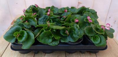 Begonia's groenblad per bak 12 stuks kleur varieert Warentuin Natuurlijk - Warentuin natuurlijk