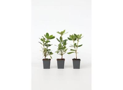 Rhododendron 'Catawbiense' paars - set van 3