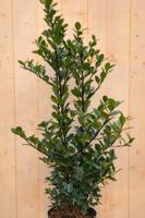 Hulst mannelijk Ilex meserveae 120 cm Warentuin Natuurlijk - Warentuin natuurlijk - thumbnail