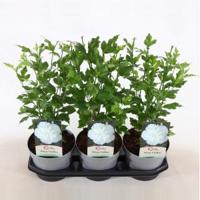 Hibiscus syriacus White Chiffon - 40 cm - 3 stuks - thumbnail
