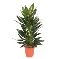 Philodendron Standleyana Variegata (Cobra) - P 19 cm - thumbnail