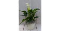 Flamingoplant Anthurium wit in creme pot 40 cm Warentuin Natuurlijk - Warentuin natuurlijk - thumbnail