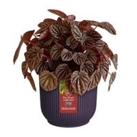 Elho bloempot The Winery Collection 16cm Donkerpaars - thumbnail