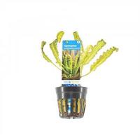 Aponogeton longiplumulosus - 6 stuks - aquarium plant - thumbnail