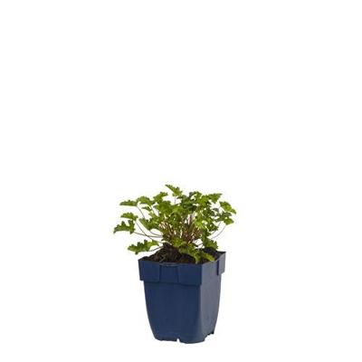 Geranium Japfu vaste plant Griffioen - Griffioen Geranium Japfu vaste plant Griffioen - Griffioen