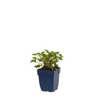 Geranium Japfu vaste plant Griffioen - Griffioen - thumbnail