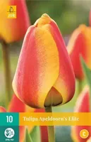 Tulp Apeldoorn's elite 7 bollen - thumbnail