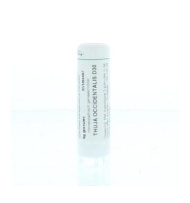 Thuja occidentalis D30