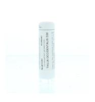 Thuja occidentalis D30 - thumbnail