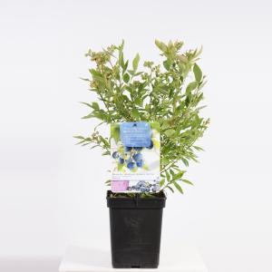 Blauwe bosbes Vaccinium cor. Bluecrop struik