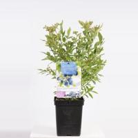 Bosbes (vaccinium corymbosum "Bluecrop") fruitplanten - In 5 liter pot - 1 stuks - thumbnail