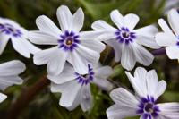 Kruipphlox - thumbnail