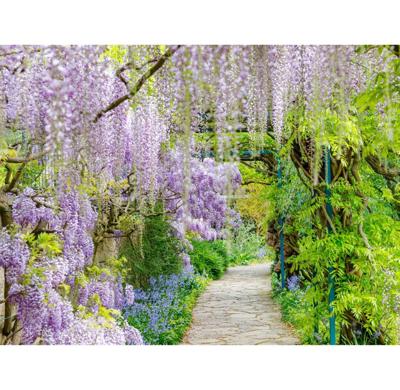 Tuinschilderij Blauweregen 58x78cm