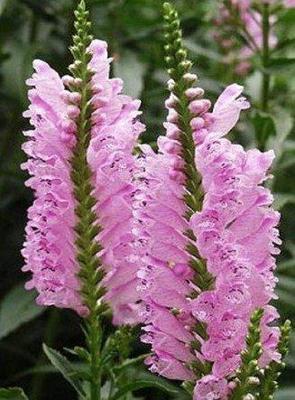 Scharnierbloem Scharnierbloem