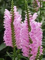 Scharnierbloem - thumbnail