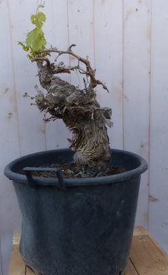 Druif boom dikke stam Vitis Warentuin Natuurlijk - Warentuin natuurlijk