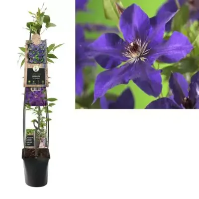 Paarse bosrank (Clematis "The President") klimplant 120 cm