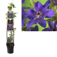 Paarse bosrank (Clematis "The President") klimplant 120 cm - thumbnail