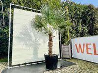 Palmboom - Trachycarpus Fortunei - thumbnail