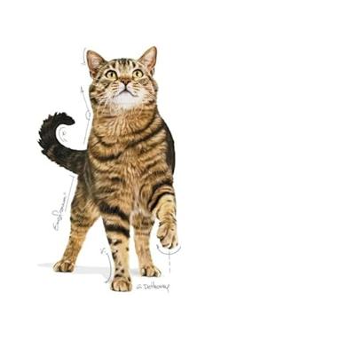 Royal Canin 6632692 C-584633 Sterilized Appetite Control - 400 gr