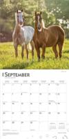 Quarter Horse Kalender 2026 - thumbnail