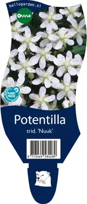 Potentilla trid. Nuuk vaste plant Griffioen - Griffioen