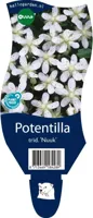 Potentilla trid. Nuuk vaste plant Griffioen - Griffioen - thumbnail