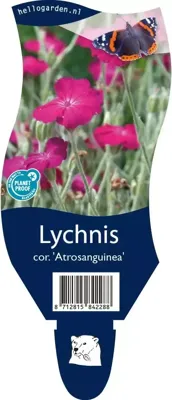 Lychnis cor. Atrosanguinea vaste plant Griffioen - Griffioen