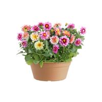 Elho green basics schaal 27 cm mild terra - thumbnail