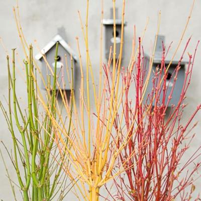 Japanse esdoorn (Acer palmatum "Going Green") heester